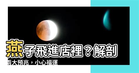 燕子飛進店裡|【燕子飛進家裡】燕子飛進你家了？不只築巢，4種情況各有吉。